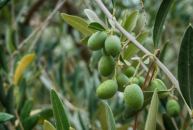 olive, Mezzogiorno