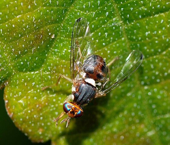 mosca olearia